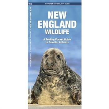 New England Wildlife