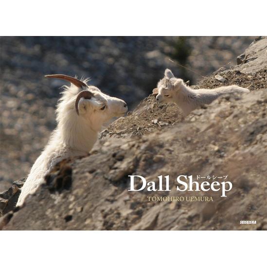Dall Sheep