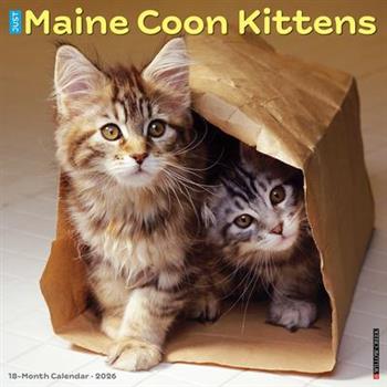 Maine Coon Kittens 2026 12 X 12 Wall Calendar