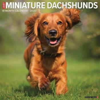 Miniature Dachshunds 2026 12 X 12 Wall Calendar