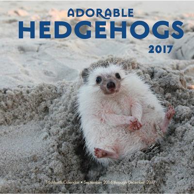 Adorable Hedgehogs 2017 Calendar