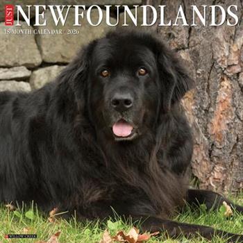 Newfoundlands 2026 12 X 12 Wall Calendar