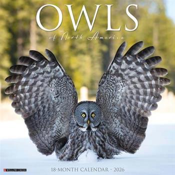 Owls 2026 12 X 12 Wall Calendar