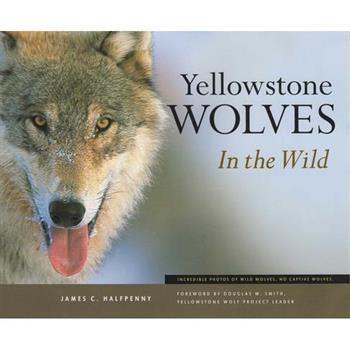 Yellowstone Wolves in the Wild