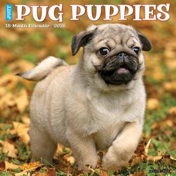 Pug Puppies 2026 12 X 12 Wall Calendar
