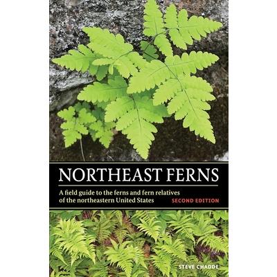 Northeast Ferns