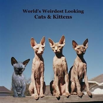 World's Weirdest Looking Cats and Kittens Kids Book