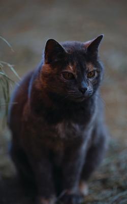 Kid's Petite Barn Cat Journal