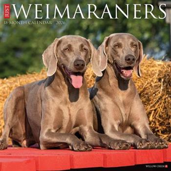 Weimaraners 2026 12 X 12 Wall Calendar