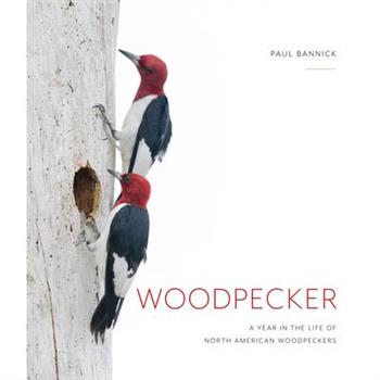 Woodpecker