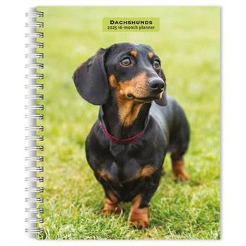 Dachshunds 2025 6 X 7.75 Inch Spiral-Bound Wire-O Weekly Engagement Planner Calendar New Full-Color Image Every Week