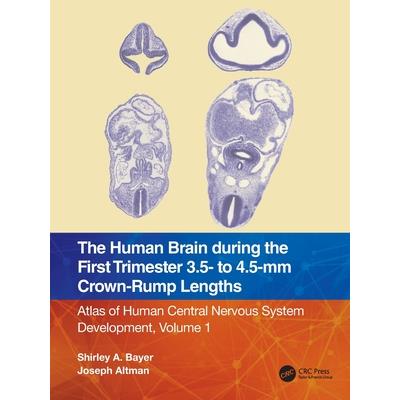 The Human Brain During the First Trimester 3.5- To 4.5-MM Crown-Rump Lengths