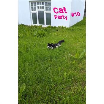 Cat Party #10