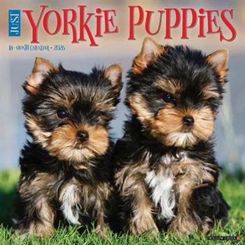 Yorkie Puppies 2026 12 X 12 Wall Calendar
