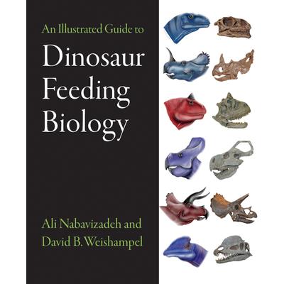 An Illustrated Guide to Dinosaur Feeding Biology