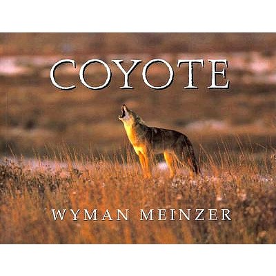 Coyote