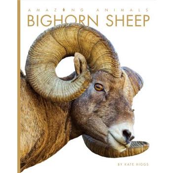 Bighorn Sheep