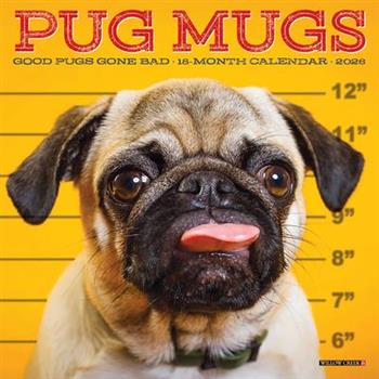 Pug Mugs 2026 7 X 7 Mini Wall Calendar