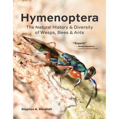 Hymenoptera
