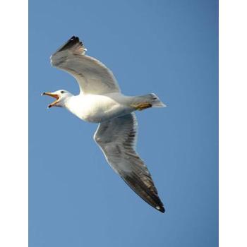 Seagull