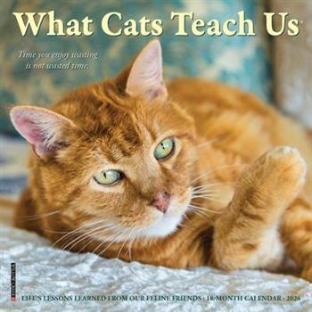 What Cats Teach Us 2026 7 X 7 Mini Wall Calendar