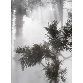 Ben Thorp Brown: Cura's Garden