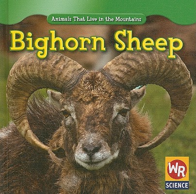 Bighorn Sheep