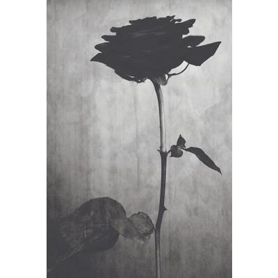 The Curse of the Black Rose