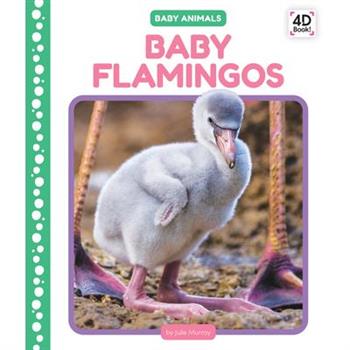 Baby Flamingos