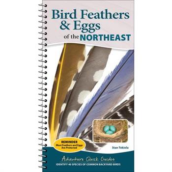 Bird Feathers & Eggs of the Northeast
