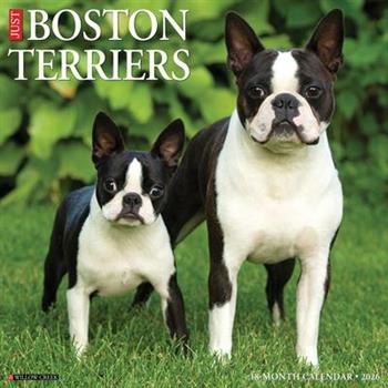 Boston Terriers 2026 12 X 12 Wall Calendar