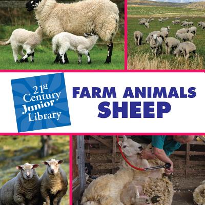 Farm animals. Sheep
