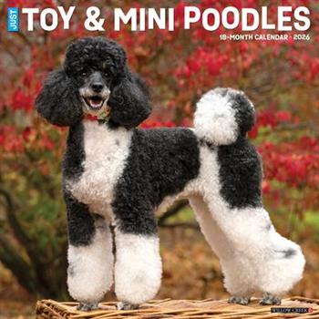 Toy & Miniature Poodles 2026 12 X 12 Wall Calendar