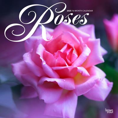 Roses 2025 12 X 24 Inch Monthly Square Wall Calendar Plastic-Free Roses 2025 12 X 24 Inch Monthly Square Wall Calendar Plastic-Free