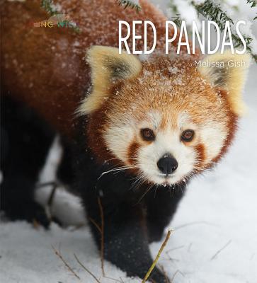 Red Pandas