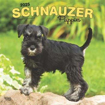 Schnauzer Puppies 2025 12 X 24 Inch Monthly Square Wall Calendar Plastic-Free Schnauzer Puppies 2025 12 X 24 Inch Monthly Square Wall Calendar Plastic-Free