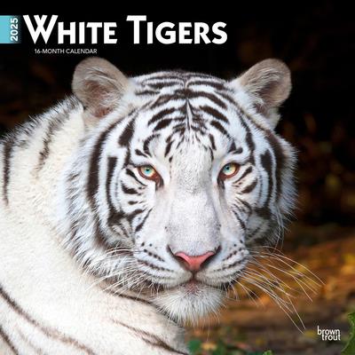 White Tigers 2025 12 X 24 Inch Monthly Square Wall Calendar Plastic-Free White Tigers 2025 12 X 24 Inch Monthly Square Wall Calendar Plastic-Free