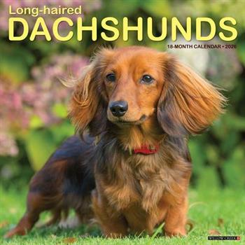 Longhaired Dachshunds 12 X 12 Wall Calendar