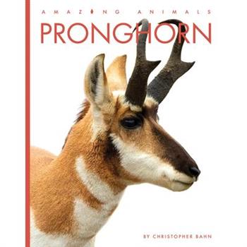 Pronghorn