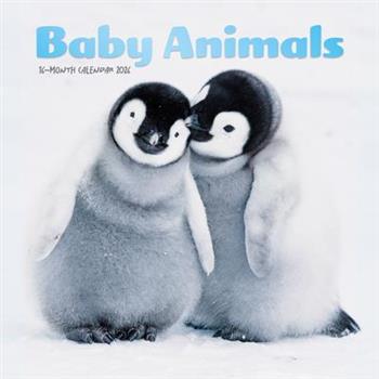 Baby Animals