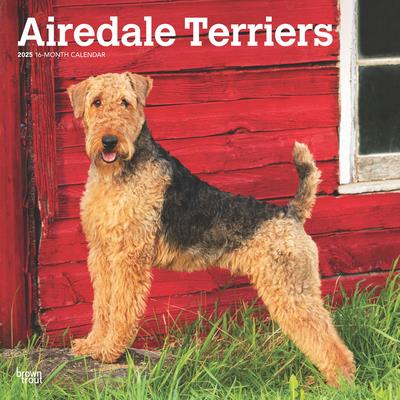 Airedale Terriers 2025 12 X 24 Inch Monthly Square Wall Calendar Plastic-Free Airedale Terriers 2025 12 X 24 Inch Monthly Square Wall Calendar Plastic-Free