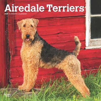 Airedale Terriers 2025 12 X 24 Inch Monthly Square Wall Calendar Plastic-Free Airedale Terriers 2025 12 X 24 Inch Monthly Square Wall Calendar Plastic-Free