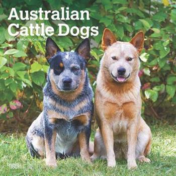 Australian Cattle Dogs 2025 12 X 24 Inch Monthly Square Wall Calendar Plastic-Free Australian Cattle Dogs 2025 12 X 24 Inch Monthly Square Wall Calendar Plastic-Free