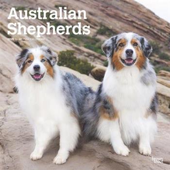 Australian Shepherds 2025 12 X 24 Inch Monthly Square Wall Calendar Plastic-Free Australian Shepherds 2025 12 X 24 Inch Monthly Square Wall Calendar Plastic-Free