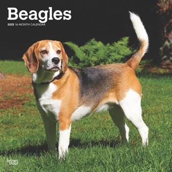 Beagles 2025 12 X 24 Inch Monthly Square Wall Calendar Plastic-Free Beagles 2025 12 X 24 Inch Monthly Square Wall Calendar Plastic-Free