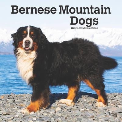 Bernese Mountain Dogs 2025 12 X 24 Inch Monthly Square Wall Calendar Plastic-Free Bernese Mountain Dogs 2025 12 X 24 Inch Monthly Square Wall Calendar Plastic-Free