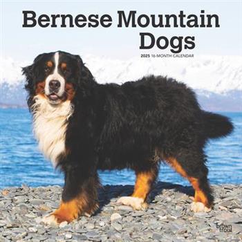 Bernese Mountain Dogs 2025 12 X 24 Inch Monthly Square Wall Calendar Plastic-Free Bernese Mountain Dogs 2025 12 X 24 Inch Monthly Square Wall Calendar Plastic-Free