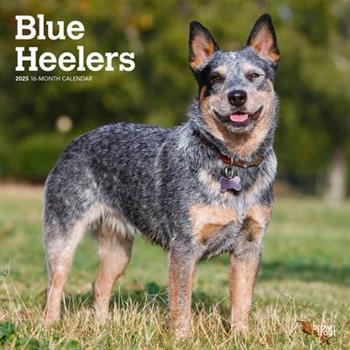 Blue Heelers 2025 12 X 24 Inch Monthly Square Wall Calendar Plastic-Free Blue Heelers 2025 12 X 24 Inch Monthly Square Wall Calendar Plastic-Free