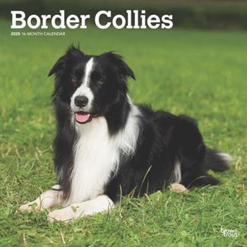 Border Collies 2025 12 X 24 Inch Monthly Square Wall Calendar Plastic-Free Border Collies 2025 12 X 24 Inch Monthly Square Wall Calendar Plastic-Free