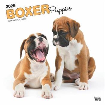Boxer Puppies 2025 12 X 24 Inch Monthly Square Wall Calendar Plastic-Free Boxer Puppies 2025 12 X 24 Inch Monthly Square Wall Calendar Plastic-Free